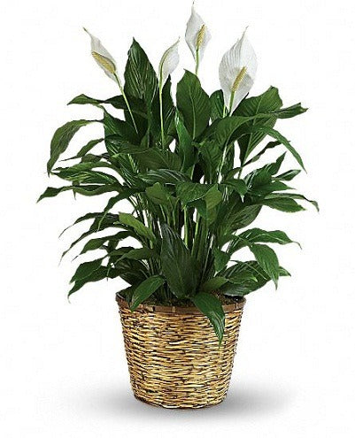 Peaceful Peace Lily Plant - Premium image