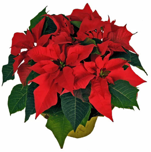 6.5 Inch Red Poinsettia image 0