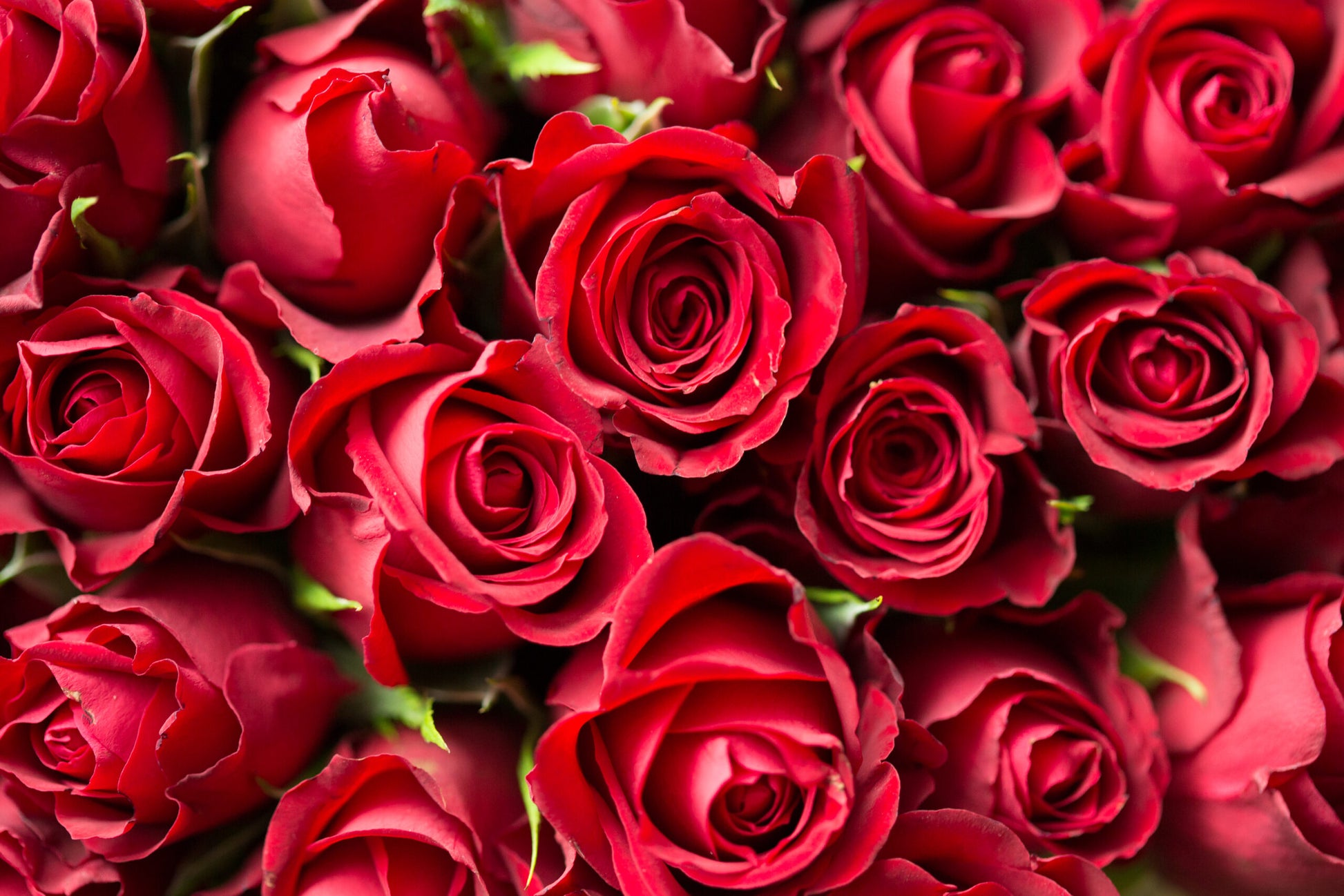 Dozen Long Stem Red Roses Wrapped