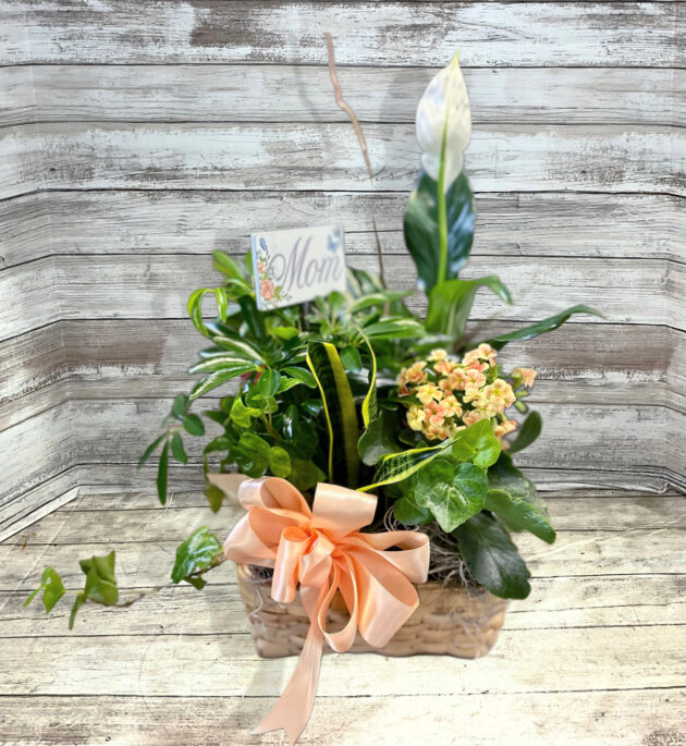 Blooming Kalanchoe Dish Garden