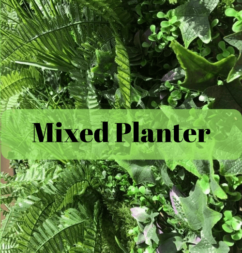 Florist Choice Planter - Premium image