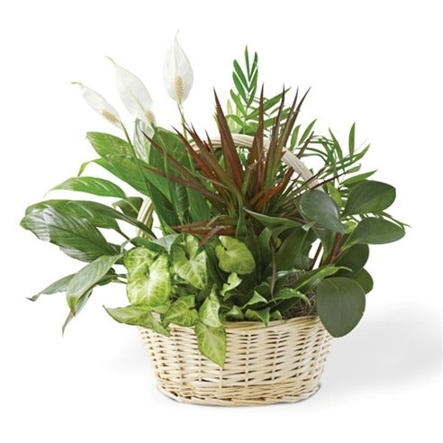 Large Planter Dish Garden In Basket SP-10